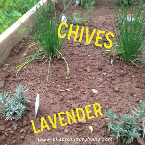 chives lavender